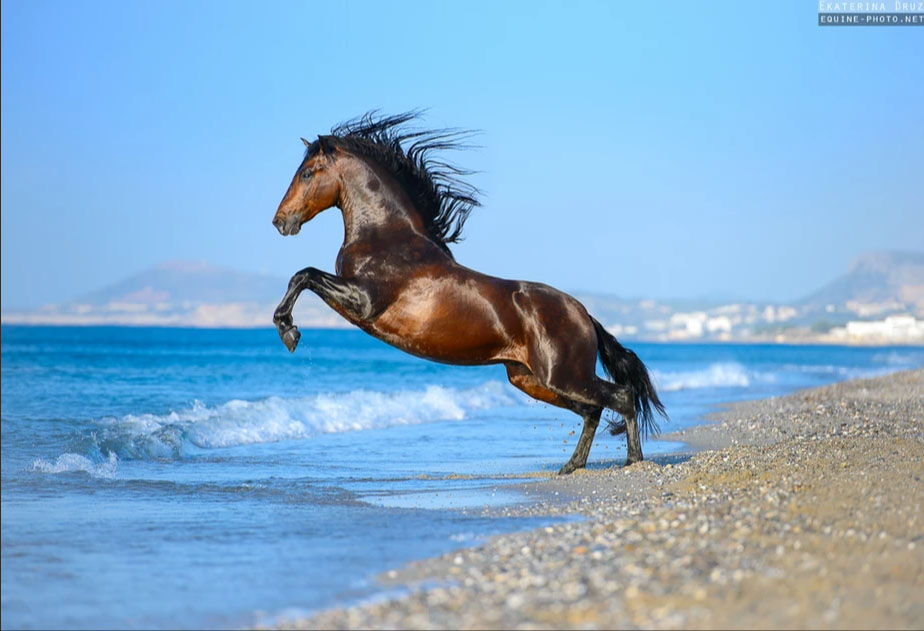 Ekaterina Druz - Equine Photography - ANDALUSIAN AND THE SEA